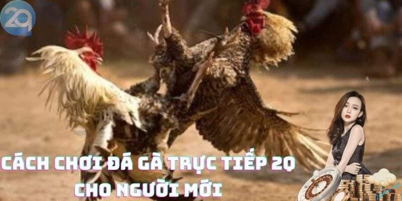 Đá gà trực tiếp 2Q