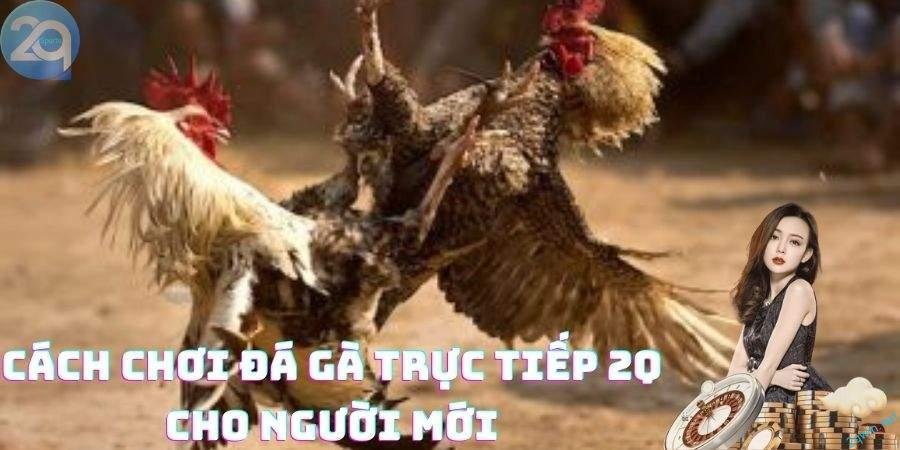 Đá gà trực tiếp 2Q