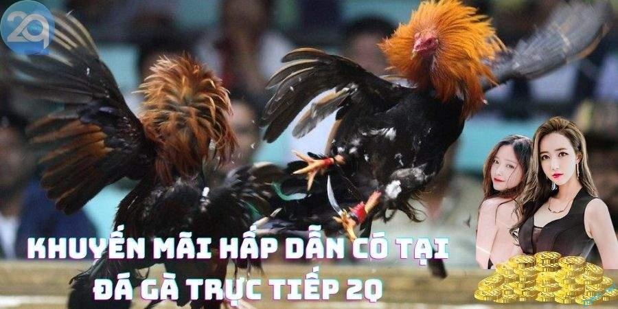 Đá gà trực tiếp 2Q