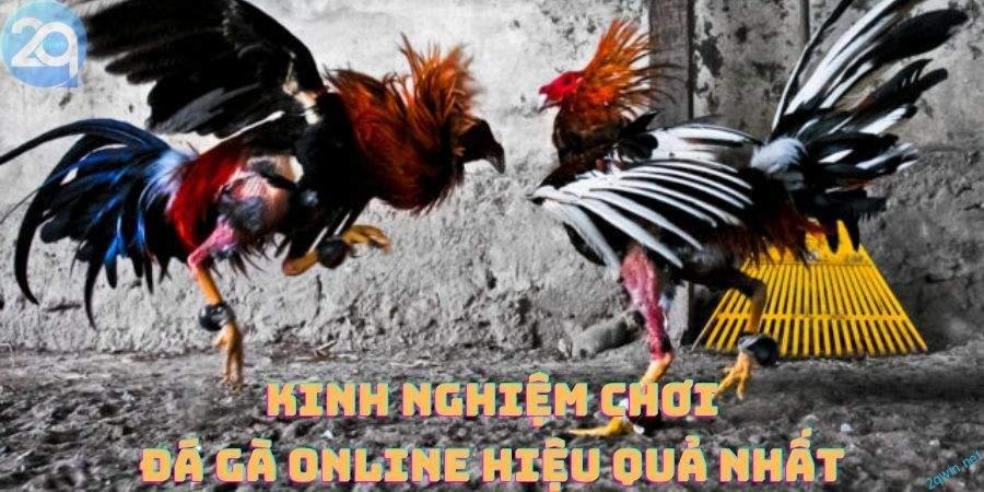 Đá Gà Online